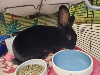 Rescue Bunny Rabbit Rabbits for Adoption in Troutdale, Oregon - Bruce (mcas) | PetCurious
