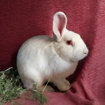 Florida White Rabbits Available for Adoption in Murrieta, California - Oatmeal | PetCurious