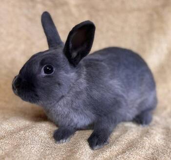 Gale -  American Rabbit for Adoption in Salinas, California - Gale | PetCurious