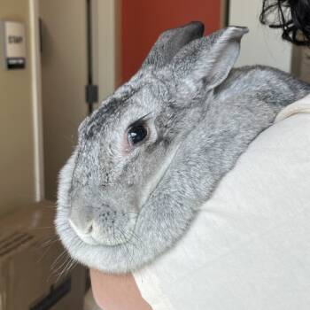 Rescue Flemish Giant Rabbits for Adoption in Biltmore Forest, North Carolina - Crystal | PetCurious