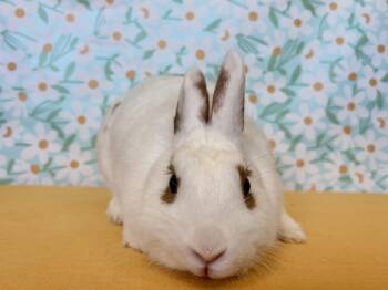 Butterscotch -  Bunny Rabbit Rabbit for Adoption in Long Beach, California - Butterscotch | PetCurious