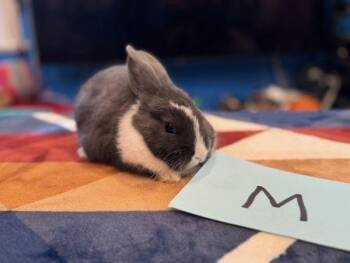 Dutch Rabbits Available for Adoption in Santa Cruz, California - Ronal | PetCurious