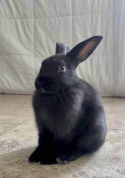DITA -  Bunny Rabbit Rabbit for Adoption in Las Vegas, Nevada - DITA | PetCurious