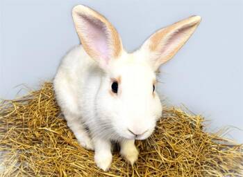 TULIO -  Bunny Rabbit Rabbit for Adoption in Fort Lauderdale, Florida - TULIO | PetCurious