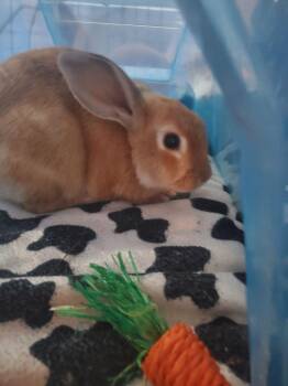 Rescue Bunny Rabbit Rabbits for Adoption in Saint Paul, Minnesota - Celadon | PetCurious