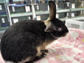 Chris -  Dwarf Rabbit for Adoption in Westford, Massachusetts - Chris | PetCurious