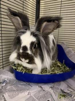 Lionhead Rabbits Available for Adoption - Pesto | PetCurious