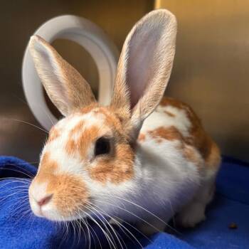 Bunny Rabbit Rabbits Available for Adoption in Alameda, California - SAFFRON | PetCurious