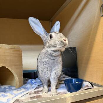 Flemish Giant Rabbits Available for Adoption - Pepper | PetCurious