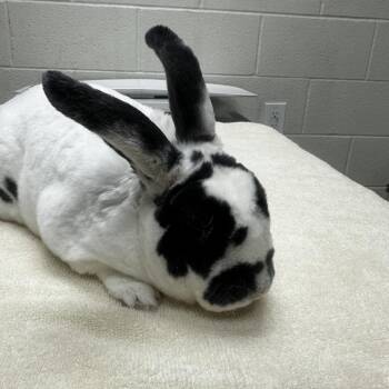 Valentino -  Rex Rabbit for Adoption in Murray, Utah - Valentino | PetCurious