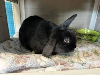 Holland Lop Rabbits Available for Adoption in Brookings, South Dakota - Willow Whisp | PetCurious