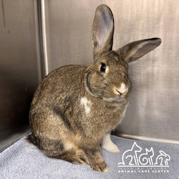 Rescue Bunny Rabbit Rabbits for Adoption in Irvine, California - MUFFIN | PetCurious