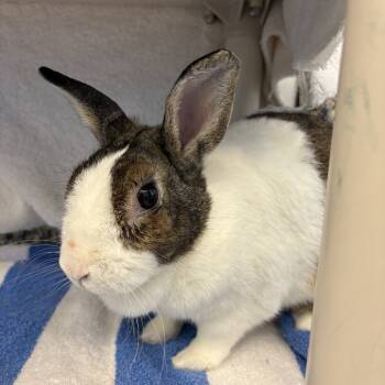 Rescue Bunny Rabbit Rabbits for Adoption in Fairport, New York - Oreo | PetCurious