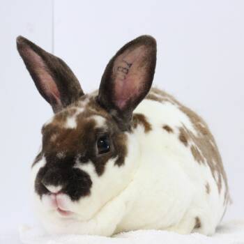 Rescue Mini Rex Rabbits for Adoption in Dayton, Ohio - Peanut | PetCurious