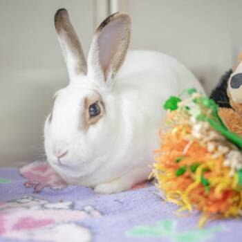 Mini Rex Rabbits Available for Adoption - Neil | PetCurious