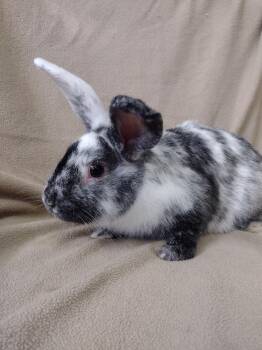 Granite -  Harlequin Rabbit for Adoption in Plymouth, Michigan - Granite | PetCurious
