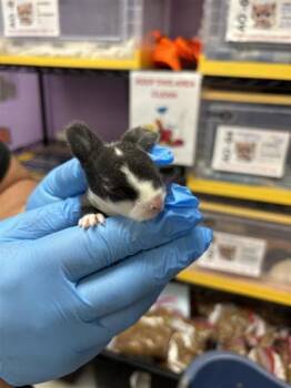 61270248 -  Bunny Rabbit Rabbit for Adoption in El Paso, Texas - 61270248 | PetCurious