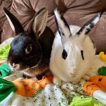 Rescue Satin Rabbits for Adoption in Rock Hall, Maryland - Liam And Leggy | PetCurious