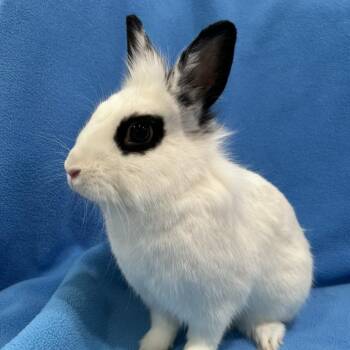 Mirah -  Lionhead and Hotot Rabbit for Adoption in Oak Park, Illinois - Mirah | PetCurious