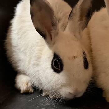 Rosebud -  Hotot and English Spot Rabbit for Adoption in Yuma, Arizona - Rosebud | PetCurious