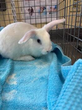 MARSHMELLOW -  Bunny Rabbit Rabbit for Adoption in Fort Myers, Florida - MARSHMELLOW | PetCurious