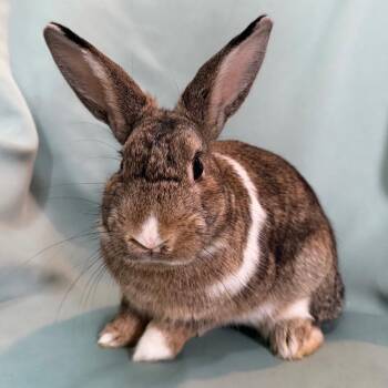 Baz -  Dutch Rabbit for Adoption in Columbia, Maryland - Baz | PetCurious