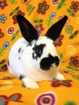 Hera -  Bunny Rabbit Rabbit for Adoption in Ankeny, Iowa - Hera | PetCurious