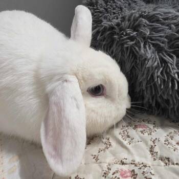 Rory -  Mini Lop Rabbit for Adoption in Hampton Bays, New York - Rory | PetCurious