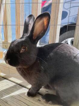 Rescue Bunny Rabbit Rabbits for Adoption in Washington Mills, New York - Brindle | PetCurious