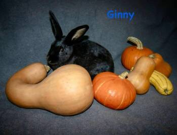 Rescue Bunny Rabbit Rabbits for Adoption in Westbrook, Maine - Ginny *bonded To Hermione* | PetCurious