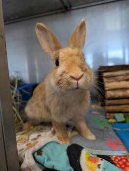Bunny Rabbit Rabbits Available for Adoption - Harley | PetCurious