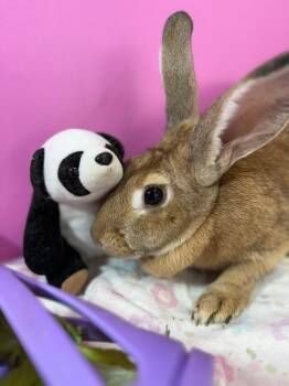 New Zealand Rabbits Available for Adoption in Saint Charles, Missouri - Boo Boo Bunny | PetCurious