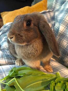 Honey (potentially bonded) -  Lop Eared Rabbit for Adoption in Westbrook, Maine - Honey (potentially Bonded) | PetCurious