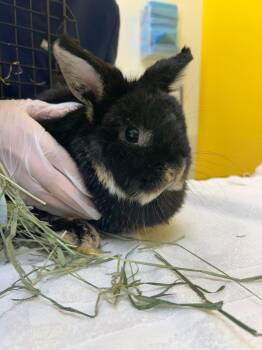 Minnie -  Netherland Dwarf Rabbit for Adoption in Raleigh, North Carolina - Minnie | PetCurious