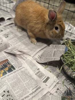 English Lop Rabbits Available for Adoption in Douglasville, Georgia - HipHopper | PetCurious
