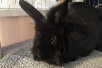 Rescue Bunny Rabbit Rabbits for Adoption in East Palo Alto, California - BOWIE | PetCurious
