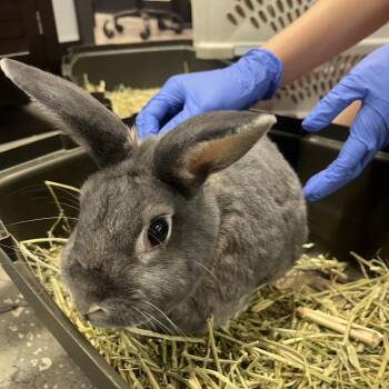 Cotton -  American Rabbit for Adoption in Tampa, Florida - Cotton | PetCurious