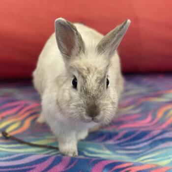 American Rabbits Available for Adoption in Kanab, Utah - Santos | PetCurious