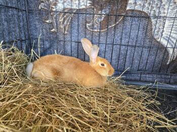 Buttercup -  Tan Rabbit for Adoption in Powdersville, South Carolina - Buttercup | PetCurious