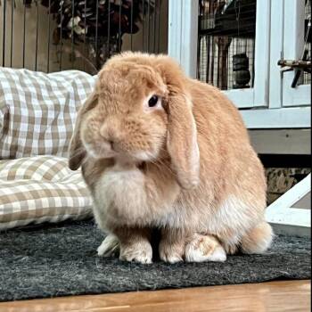 Moonie - Home to Home -  English Lop Rabbit for Adoption in South Elgin, Illinois - Moonie - Home To Home | PetCurious