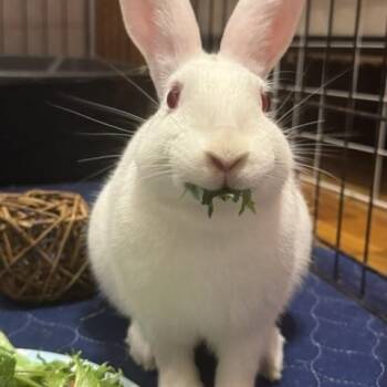 Drew -  New Zealand Rabbit for Adoption in Westerville, Ohio - Drew | PetCurious