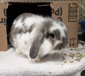 Benedict Cumberbunny -  American Fuzzy Lop Rabbit for Adoption in Coquitlam, British Columbia - Benedict Cumberbunny | PetCurious