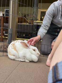 Penny -  Beveren and Flemish Giant Rabbit for Adoption in Melbourne, Florida - Penny | PetCurious