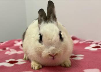Bunny Rabbit Rabbits Available for Adoption in Westford, Massachusetts - Taro | PetCurious