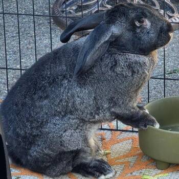 Moose -  Flemish Giant Rabbit for Adoption in Napa, California - Moose | PetCurious