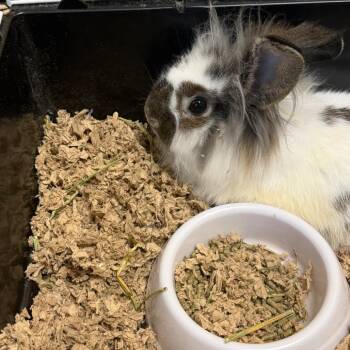Lionhead Rabbits Available for Adoption in Webster, Texas - Pretzle | PetCurious