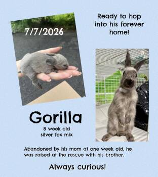 Gorilla -  Silver Fox Rabbit for Adoption in Howell Township, New Jersey - Gorilla | PetCurious