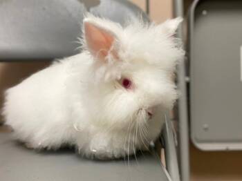 Bunny Rabbit Rabbits Available for Adoption - APPA | PetCurious