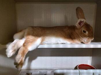 Coffee -  New Zealand Rabbit for Adoption in Vancouver, Washington - Coffee | PetCurious