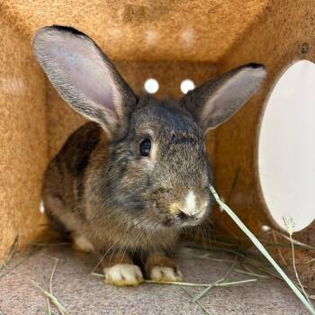 Pellets -  Rex Rabbit for Adoption in Reno, Nevada - Pellets | PetCurious